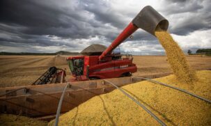 A soja e o milho 1ª safra também devem ter aumento na área colhida, de 1,2% e 0,9%, respectivamente