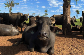 O proprietário da fazenda nega que houve maus-tratos