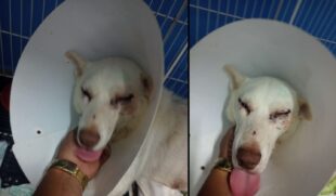 Estado de saúde do cachorro é grave e animal pode ficar cego