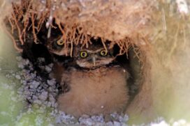 O casal de corujas buraqueiras, da espécie Athene cunicularia, possui dois ninhos no local, que ganhou, este ano, uma tela de proteção para proteger as aves