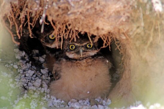 O casal de corujas buraqueiras, da espécie Athene cunicularia, possui dois ninhos no local, que ganhou, este ano, uma tela de proteção para proteger as aves