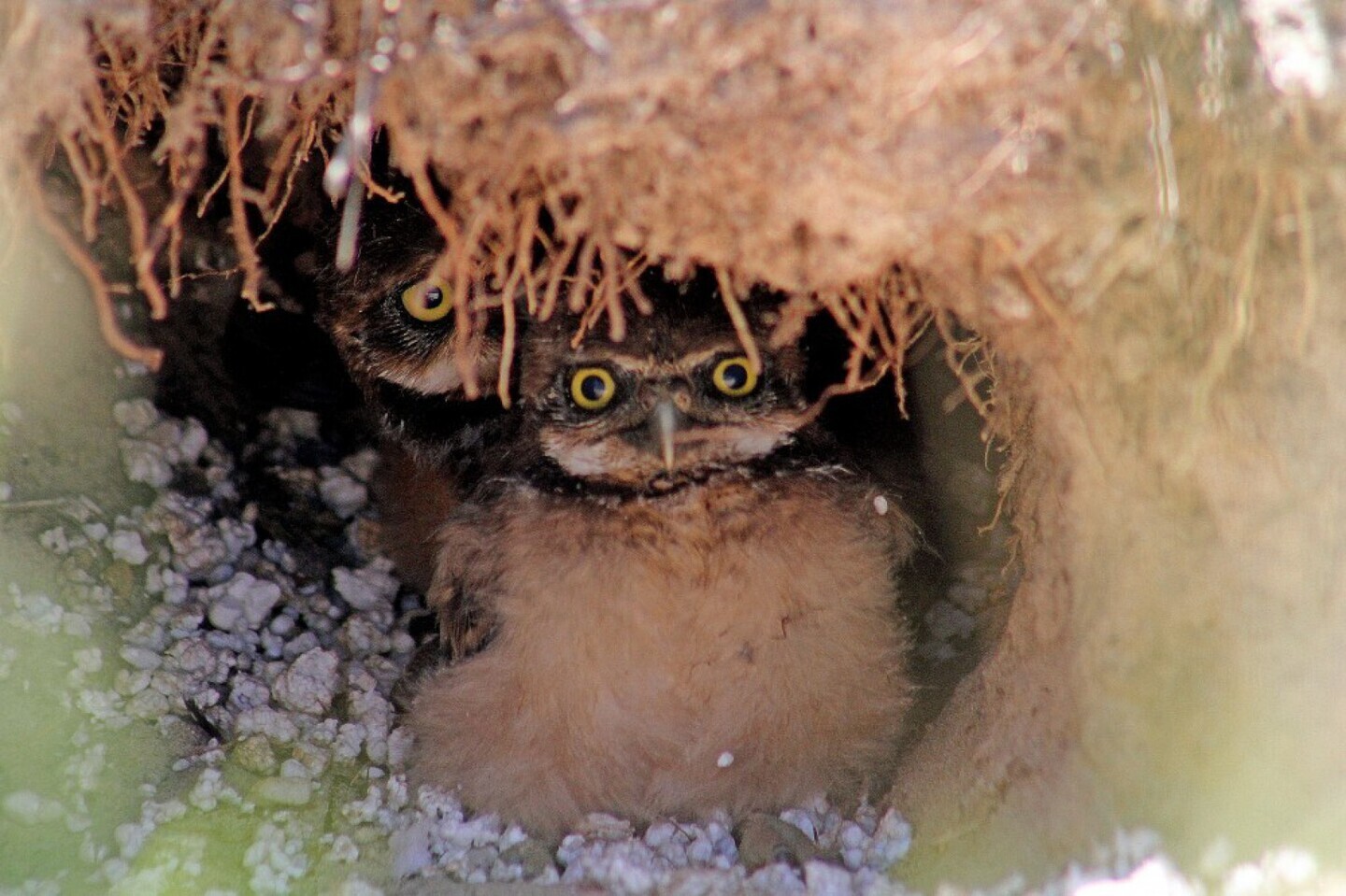 O casal de corujas buraqueiras, da espécie Athene cunicularia, possui dois ninhos no local, que ganhou, este ano, uma tela de proteção para proteger as aves