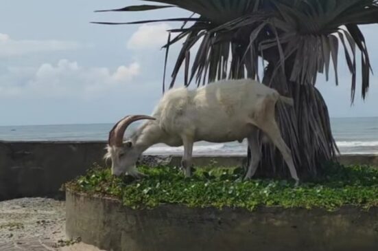 Morador encontra com um bode e uma cabra andando pela areia em praia de Mongaguá