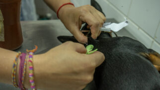 Em torno de 1280 animais de Taboão da Serra receberam o microchip, que ajuda na identificação de cães e gatos perdidos, abandonados e que sofrem de maus tratos