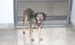 Adoção de cães
