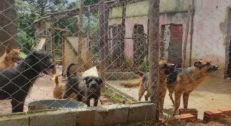 As equipes encontraram 72 animais em condições precárias de alimentação e higiene