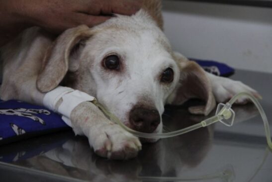Cãozinho sendo atendido na unidade do Tatuapé