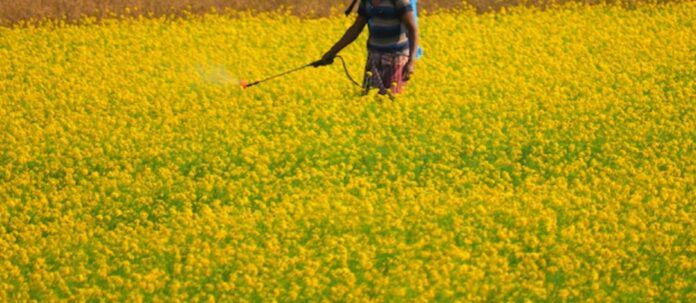 Os agrotóxicos provocaram 439 mortes entre 2019 e 2022
