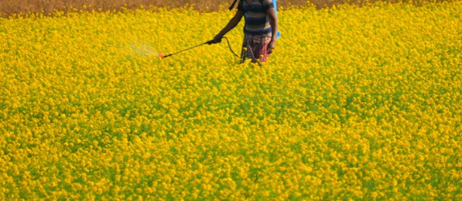Os agrotóxicos provocaram 439 mortes entre 2019 e 2022