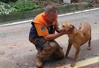 Cachorro é salvo por agentes da Defesa Civil em São Sebastião