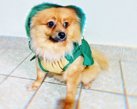 Todos os cachorros da cidade de São Paulo podem participar, como o Takeru, esse spitz alemão fantasiado de jacaré