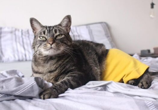 Chico, o símbolo do 'Cansei de ser Gato', do grupo Petz