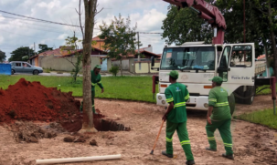 As equipes já realizaram o plantio de duas árvores no local: Mogno Brasil e Tipuana