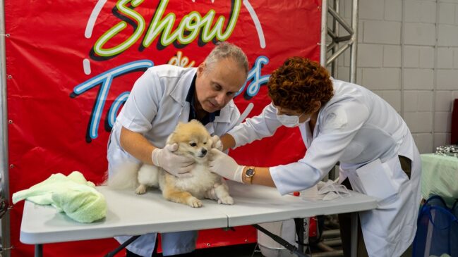 Escola de Estética Animal oferece vagas remanescentes para curso gratuito de auxiliar veterinário em Taboão da Serra