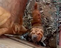 Cachorros eram mantidos em cativeiro
