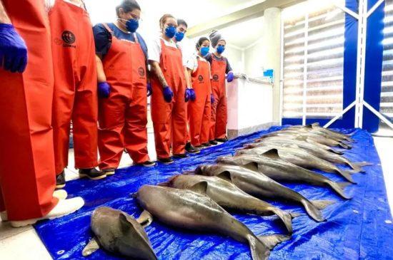 Os animais passarão por exames de necropsia, que poderão indicar a causa da morte