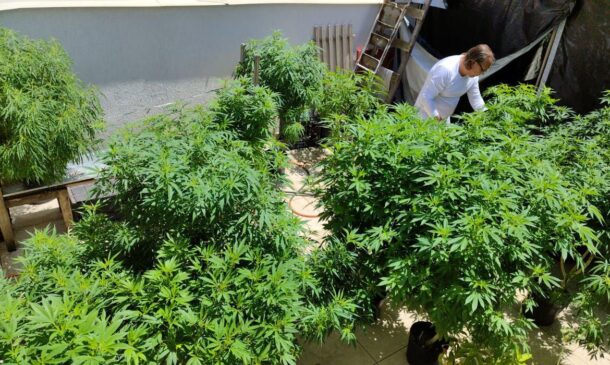 Julgamento da ação decidirá inclusive quantos pés de maconha uma pessoa pode plantar para não se configurar tráfico