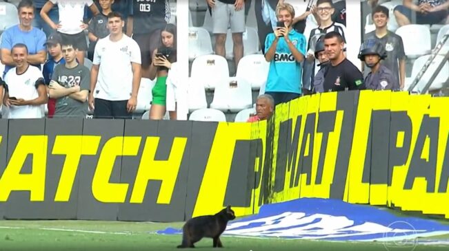 Segundo relato, gato mora na Vila Belmiro e é cuidado por funcionários