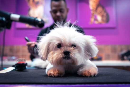 O petshop Banho Animall, na zona oeste da capital paulista, está prestes a completar um ano de existência