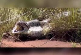 Cobra pertence a espécie sucuri-verde