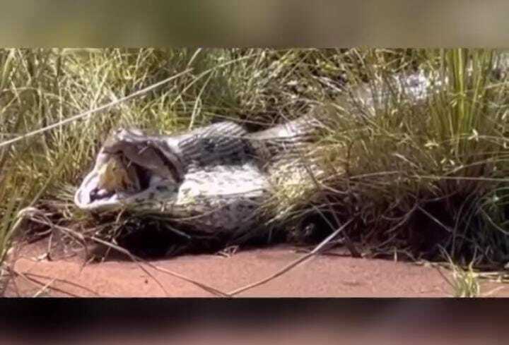Cobra pertence a espécie sucuri-verde