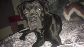 Reggie, de 11 meses, foi sequestrado durante uma invasão na casa de seu dono, três meses atrás, em Exeter, Devon (Reino Unido).