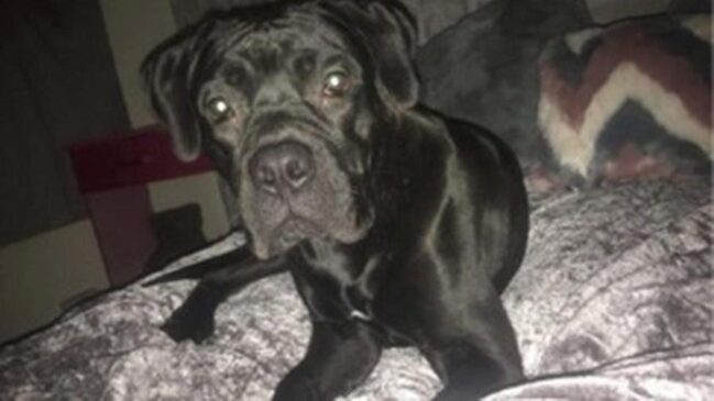 Reggie, de 11 meses, foi sequestrado durante uma invasão na casa de seu dono, três meses atrás, em Exeter, Devon (Reino Unido).