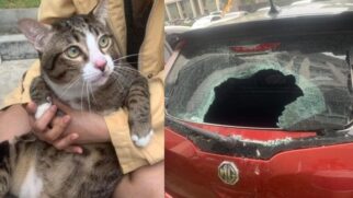 O gato Shi Fu, que pesa aproximadamente 9 quilos, caminhava pela varanda quando escorregou e caiu