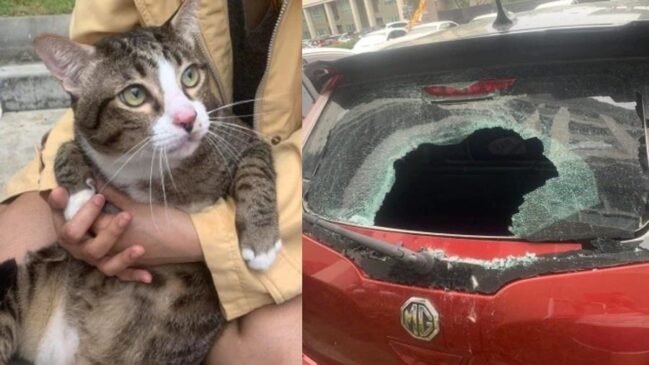 O gato Shi Fu, que pesa aproximadamente 9 quilos, caminhava pela varanda quando escorregou e caiu