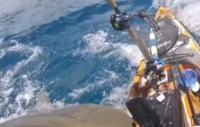 Um pescador no Havaí registrou em vídeo o momento em que um tubarão-tigre atinge o caiaque em que ele navegava.