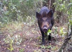Um homem de 48 anos foi morto após ser atingido por um tiro acidental disparado pelo próprio amigo durante uma caçada a javalis em Pindamonhangaba