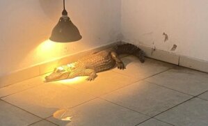 Os agentes resgataram, ao todo, 85 animais silvestres nos dois endereços da região no sábado (13).
