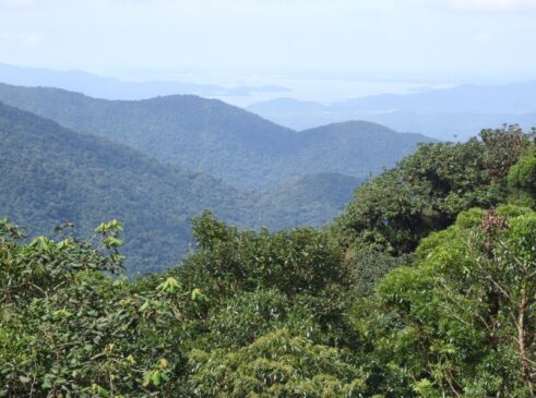 Segundo a ONG SOS Mata Atlântica, o município possui 25 mil hectares preservados do bioma, que é celebrado neste sábado (27), o Dia da Mata Atlântica.