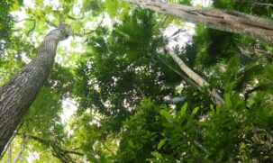 Ao todo, no bioma, foram desmatados 45 hectares por dia nos cinco primeiros meses deste ano