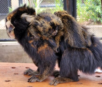 Sagui-da-serra-escuro tem como habitat a região Sudeste do Brasil