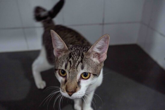 Cães e gatos do CCZ de Taboão da Serra esperam por tutores
