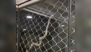 Nas imagens, é possível ouvir crianças gritando assustadas ao fundo. Um homem, que estava capturando a filmagem, questiona como o animal chegou ali: "Meu Deus, como chegou aqui?".