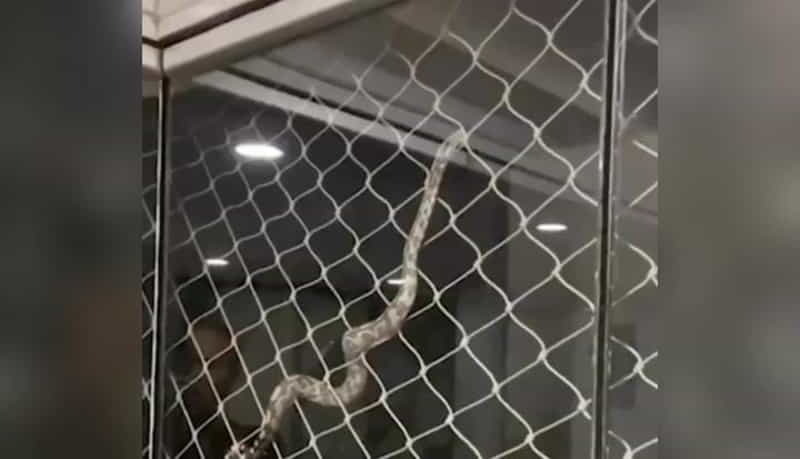 Nas imagens, é possível ouvir crianças gritando assustadas ao fundo. Um homem, que estava capturando a filmagem, questiona como o animal chegou ali: "Meu Deus, como chegou aqui?".