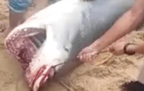 Dezenas de pessoas participaram do ato, golpeando o animal com objetos de metal enquanto a multidão gritava.