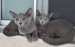 Raça blue russian estará presente na quarta edição da Expo Gatos Sorocaba