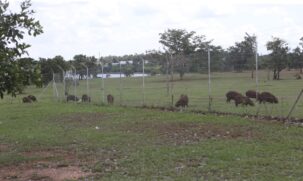 Após a conclusão do levantamento e autorização do governo estadual, a prefeitura de Campinas abrirá licitação para contratar uma empresa e esterilizar as capivaras