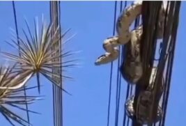 Espécime foi devolvido com segurança para a natureza