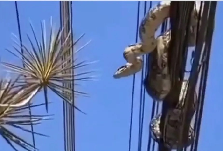 Espécime foi devolvido com segurança para a natureza