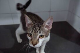 Cães e gatos do CCZ estarão na Feira de Adoção PeTS deste sábado