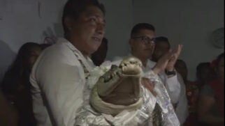 Na cerimônia, os moradores arrumam o crocodilo, a abanam e fornecem peixes