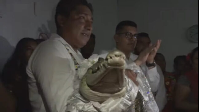 Na cerimônia, os moradores arrumam o crocodilo, a abanam e fornecem peixes