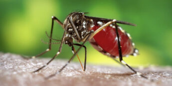 Brasil vive aumento de casos de dengue