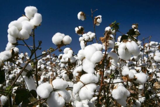 Ou seja, a matéria-prima vai estar mais barata justamente no período em que a indústria têxtil começa a pensar na moda primavera/verão, o que deve se refletir em preços mais acessíveis para as roupas no Brasil