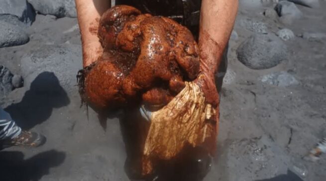 A pedra de âmbar gris encontrada no intestino da baleia pesa 9,5 quilos