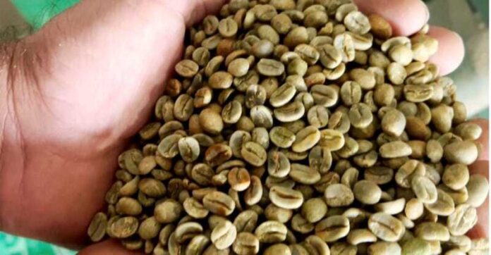 Pelas projeções divulgadas na última quinta-feira pela Companhia Nacional de Abastecimento, o Brasil deverá colher 58,08 milhões de sacas de 60 quilos durante o outono/inverno